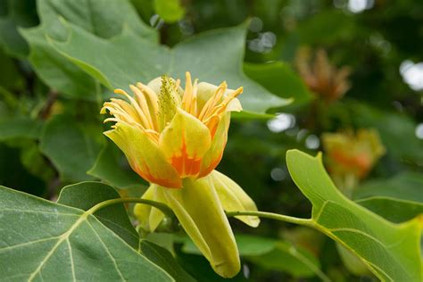 Tennessee State Tree | Tulip Poplar