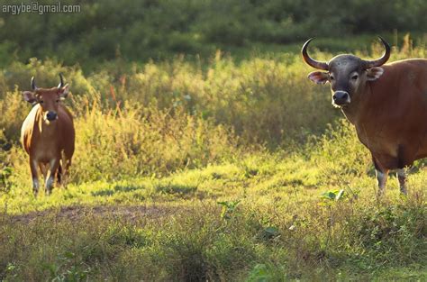 Thailand Wildlife - PentaxForums.com