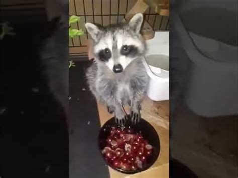 Daisy The Raccoon Eating Grapes : r/Raccoons