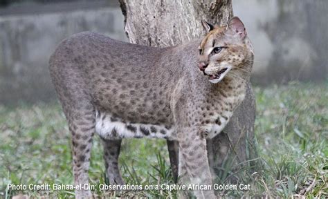 African Golden Cat | Species Facts, Conservation