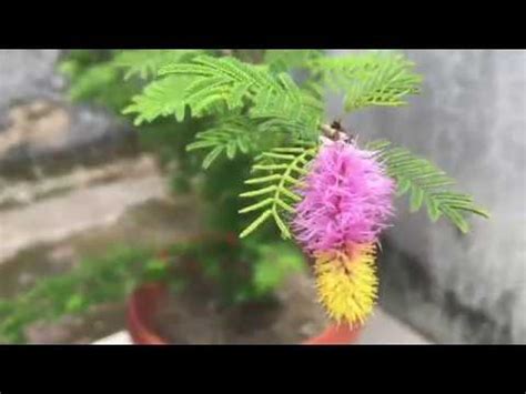 Shami Tree flowers- how it attracts money and wealth - YouTube