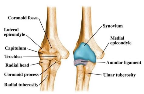 Elbow Anatomy & Problems – Home | Consultant Orthopaedic Surgeon