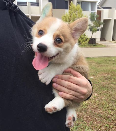 Pembroke Welsh Corgi Puppies For Sale | Los Angeles, CA #255023