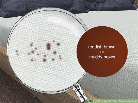 12 Simple Ways to Identify Bed Bug Droppings - wikiHow