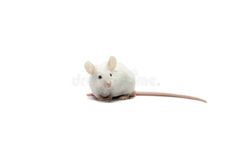 A white mouse stock image. Image of nose, looking, little - 170533481