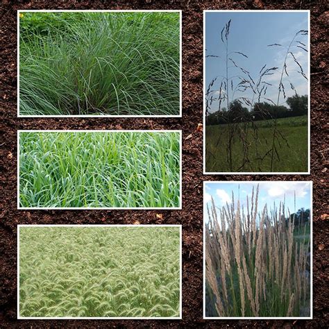 Virginia Native Grasses Best Sale | cdlguaiba.com.br