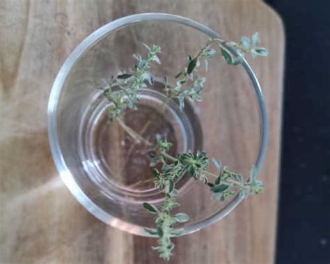 How I Grow Thyme From Cuttings (Thyme Propagation Tips) - Matt Magnusson