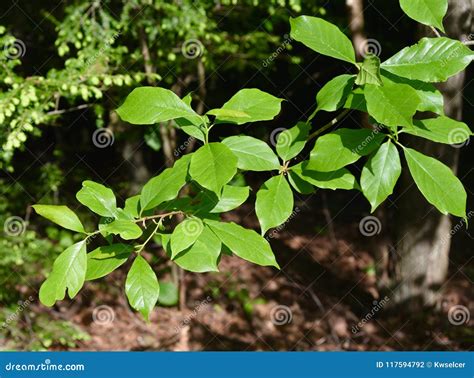 Green Leaves of a Black Tupelo Tree Growing in a Forest. Stock Photo ...