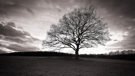 Fotografías en blanco y negro de la naturaleza. Paisaje natural blanco y negro.