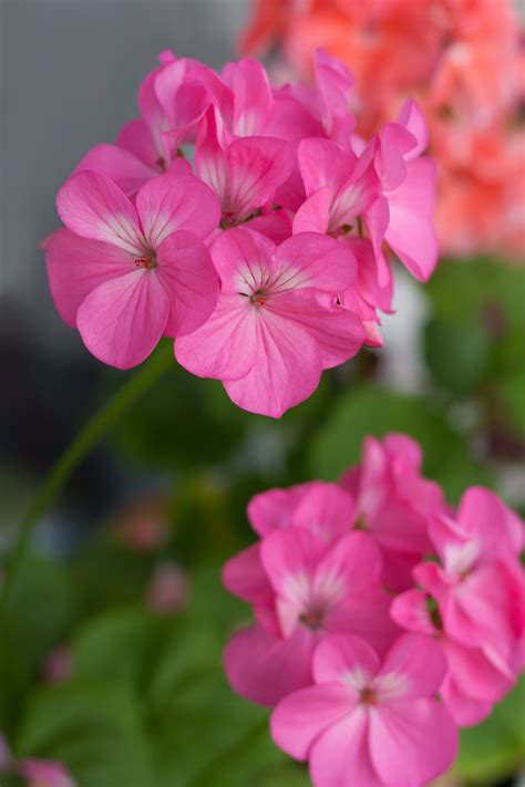 Pink Geranium seeds - Pelargonium - 10 seeds – Garden Seeds Market | Free shipping