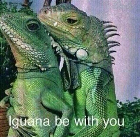 HHAHAHAHHA! #Punny | Funny animals, Animals, Iguana