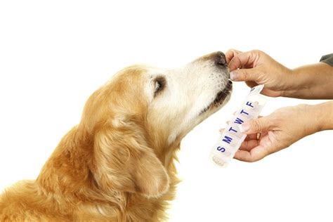 5 Signs Your Dog Has Anxiety & How Anti-Anxiety Medications Can Help ...