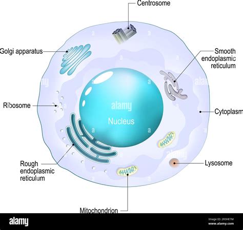 Organelles Of The Cell