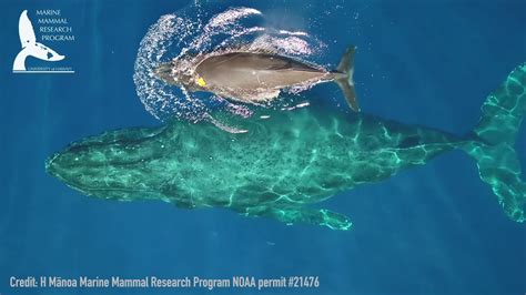 Baby Humpback Whales Nursing in Rare (and Adorable!) Video - YouTube