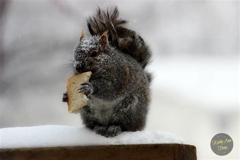 A SQUIRREL BRAVING THE WINTER WEATHER... (5 Photos)