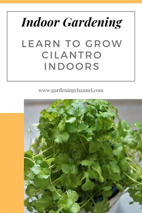 How to Grow Cilantro Indoors - Gardening Channel