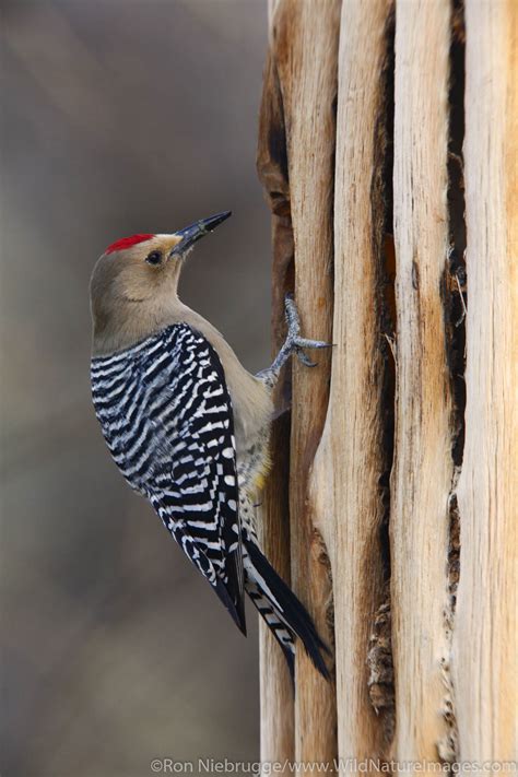 Gila Woodpecker | Photos by Ron Niebrugge