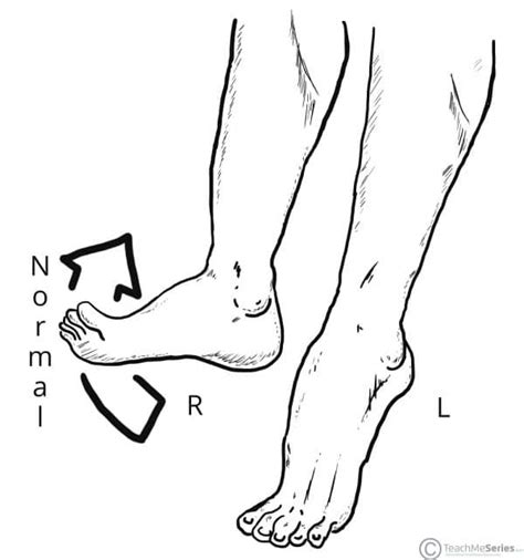 The Deep Fibular Nerve - Course - Motor - Sensory - TeachMeAnatomy