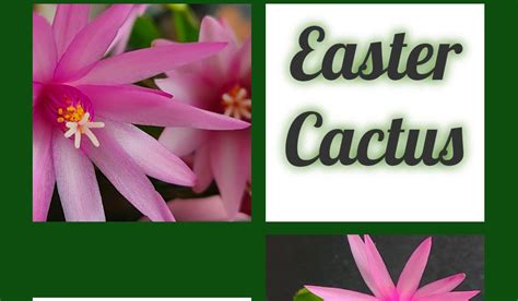 Easter Cactus: Enjoy Early Spring Blooms with this Easy Care Houseplant