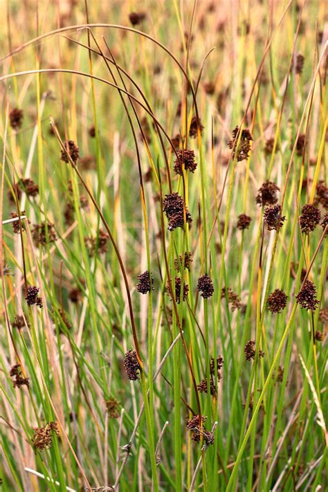 bulrush Free Photo Download | FreeImages