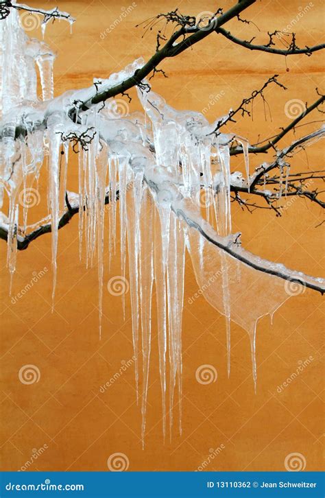 Iced tree stock photo. Image of winter, beautiful, frozen - 13110362