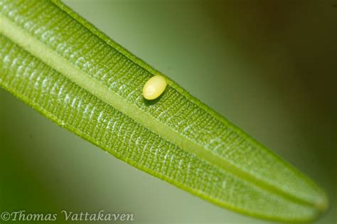 Nature Magnified: Life Cycle of the Common Crow Butterfly (Euploea core)