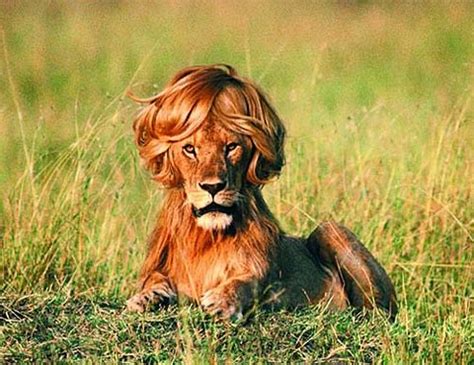 Lion Hair Style – LOL Zombie's Funny Pictures