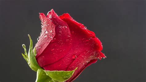 Red Rose Flower Wallpaper Phone - FlowerWallpapero