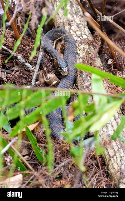 Florida banded water snake, Audubon Corkscrew Swamp Sanctuary, Florida ...