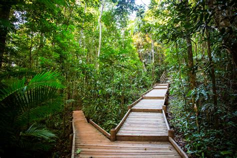 Daintree National Park – Oldest Rainforest on Earth