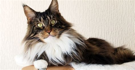 5 Healthiest Feline Breeds - BudgetVetCare.com