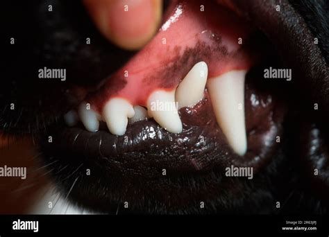 German Shepherd Dog, Teeth, Shepherd Dog, Tooth Stock Photo - Alamy