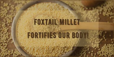 Foxtail Millet fortifies our body! - Uyir Organic Farmers Market