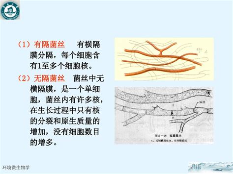 Tel： 环境微生物学 侯森 暨南大学环境学院 Tel： ppt download