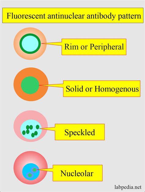 Antinuclear Factor (ANF), Antinuclear Antibody (ANA) and Its ...