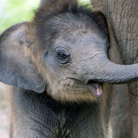 10 Adorable Baby Elephant Facts (Amazing Elephant Facts)