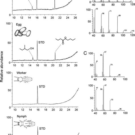 Headspace GC-MS analysis. (A) Chromatograms of headspace-collected... | Download Scientific Diagram