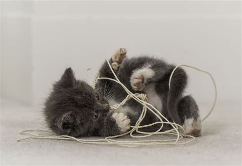 What to Do if Your Cat Ate a String