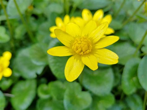 The Undesirable Beauty of Lesser Celandine - WeedWise Program