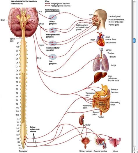 the human nervous system is shown in this diagram, with labels and ...