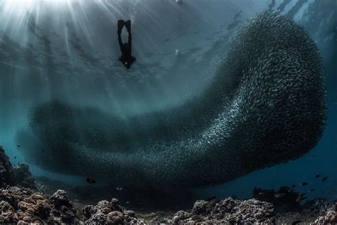 Experience Diving With Millions of Sardines in Moalboal, Philippines | Scuba travel, Philippines ...