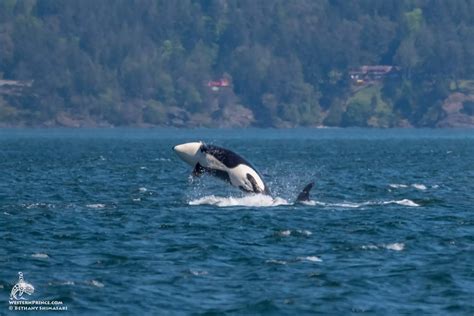 Whale Report: May 13, 2023 - Two humpback whales and the T36As! | Western Prince Whale Watching ...