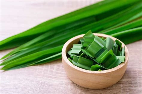 13 Manfaat Daun Pandan untuk Kesehatan Tubuh - DokterSehat