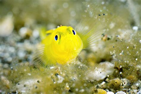 Yellow pygmy goby | Lubricogobius exiguus Lembeh - feb 2012 … | Flickr