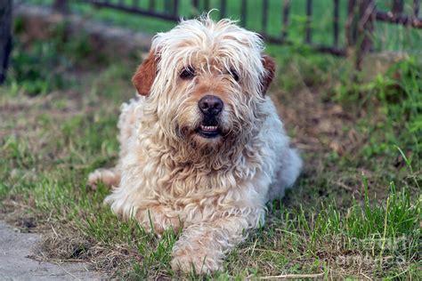 Portrait of hairy brown mutt dog Photograph by Bratislav Braca Stefanovic