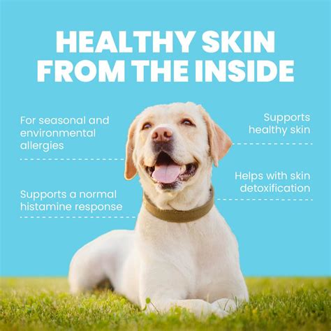 Harmony - Natural Skin Care For Dogs