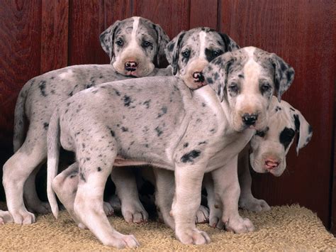 Great Dane puppies - Great Danes Photo (15342697) - Fanpop