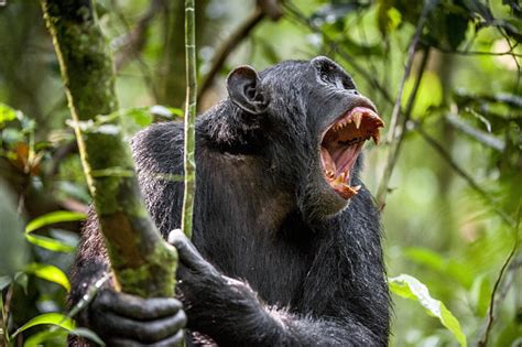 Shouting Angry Chimpanzee Stock Photo - Download Image Now - iStock