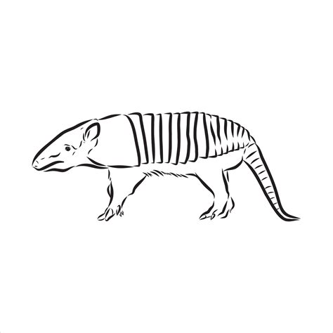 armadillo animal vector sketch 7307664 Vector Art at Vecteezy