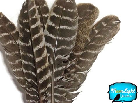 Wild Turkey Feathers 6 Pieces NATURAL BARRED Wild Turkey